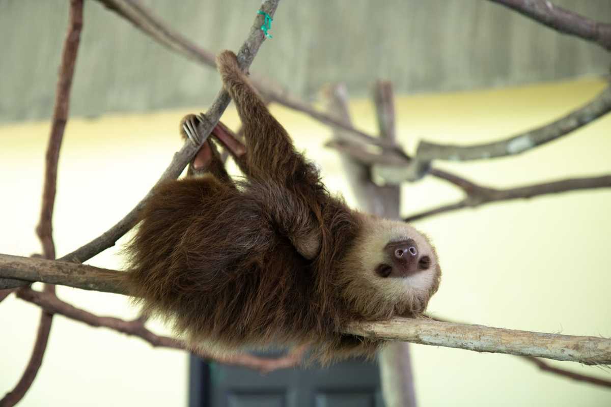 Sloth hanging on tree branch.