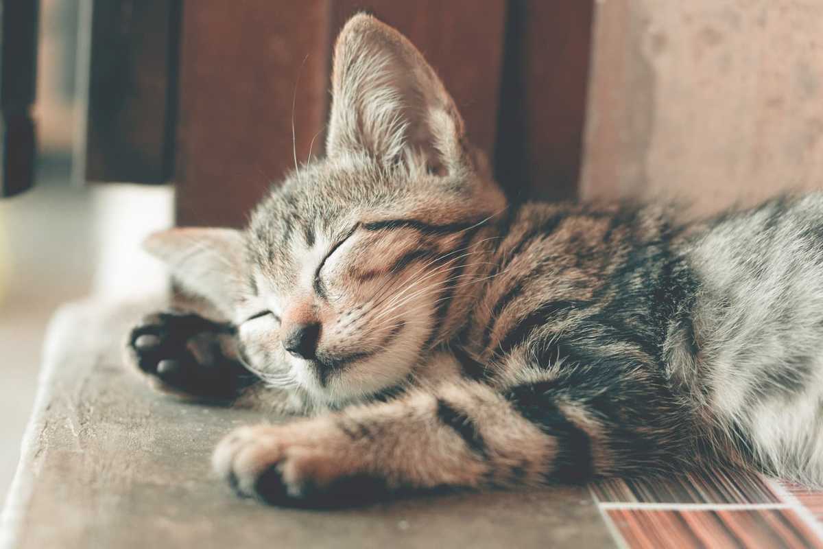 A sleeping cat with black-grey fur.